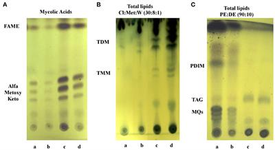 Corrigendum: Iron deprivation enhances transcriptional responses to in vitro growth arrest of Mycobacterium tuberculosis